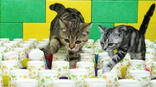 Cat VS Paper Cup|Cat VS Ball pit cat passes the devil obstacle course