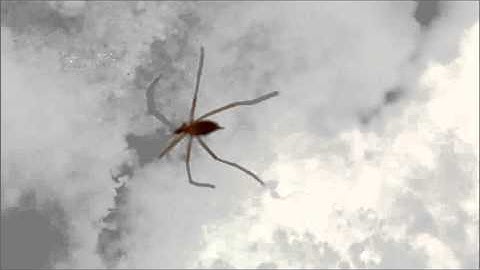 Amazing Insect Defies Freezing Temperatures!