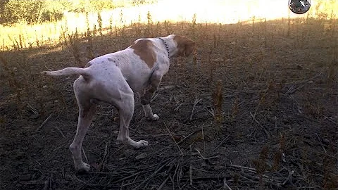 Chasse Perdrix au Chien d’arrêt , Pointer Anglais