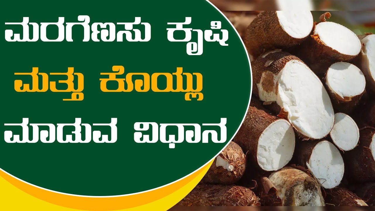 Cassava Cultivation and Harvesting Guide | ಮರಗೆಣಸು ಕೃಷಿ ಮತ್ತು ಕೊಯ್ಲು ಮಾಡುವ ವಿಧಾನ | Vijay Karnataka