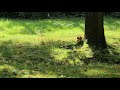 Wiewiórki w Parku Kościuszki w Katowicach, prawie oswojone, jedzą orzechy z ręki i proszą o więcej