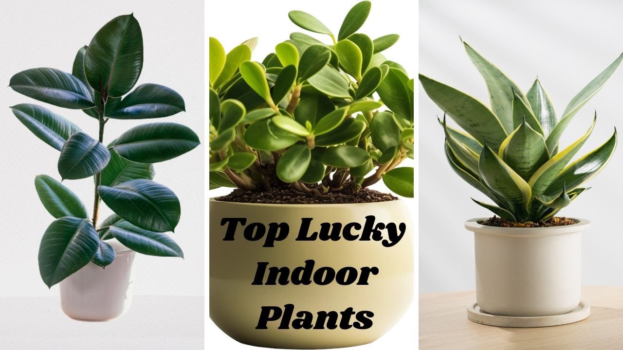 Top +15 Lucky Houseplants For 2026 | Feng Shui Plants | Best Lucky Indoor  Plans For you