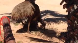 Emu Chick, Monkey Mia, Wa