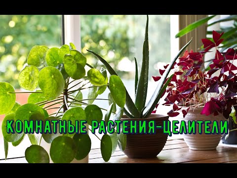 Комнатные растения-целители