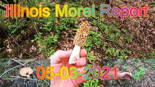 Illinois Morel Mushroom Report   05-03-2021 And Awesome Dipping Sauce Recipe !!