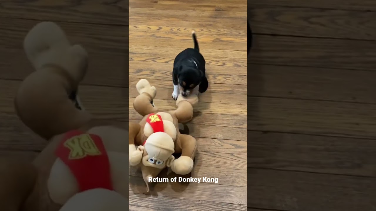 🐶Miss Roxy Jack A Bee (Beagle Jack Russell) Puppy & Donkey Kong Eden Oaks Beagles 