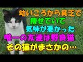 幼いころから貧乏で痩せていて気持ち悪がられていた 唯一の友達は野良猫・・その猫がまさかの行動に出た！猫の不思議な話