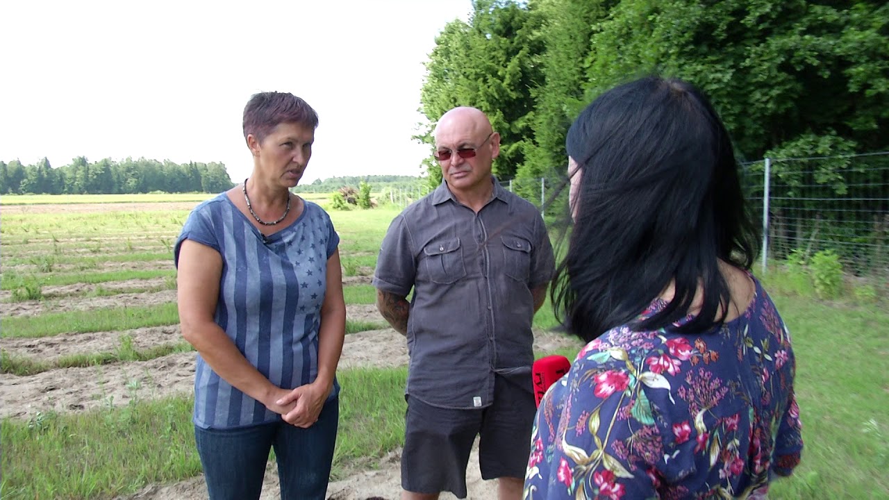 Skinsiu raudoną rožę: Ką turime žinoti apie lietuviškas citrinas - svarainius?