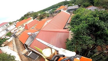 cưa cây dừa cực kỳ khó trùm lên nhà mái Thái. phần 2