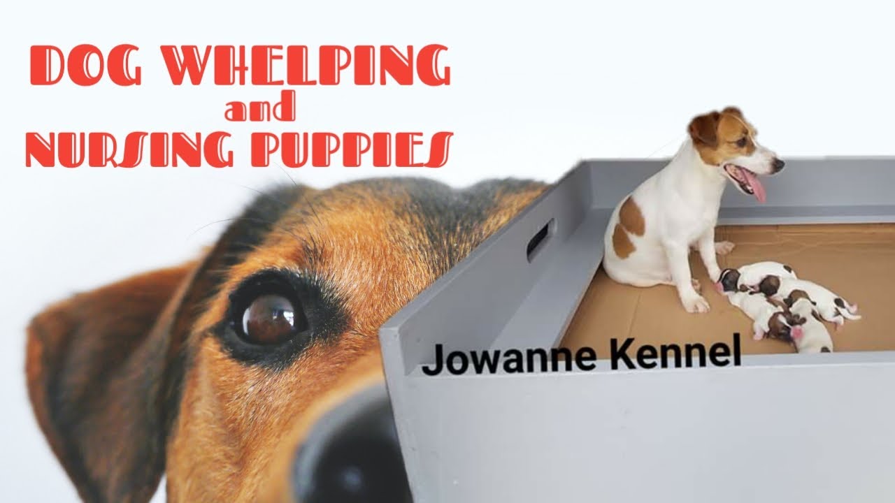 DOG WHELPING what to do until NURSING PUPPIES YouTube