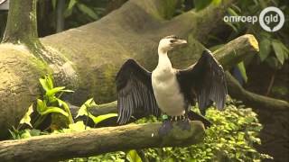 Burgers Zoo Arnhem Bouwt Grootste Overdekte Mangrove Ter Wereld - Omroep Gelderland