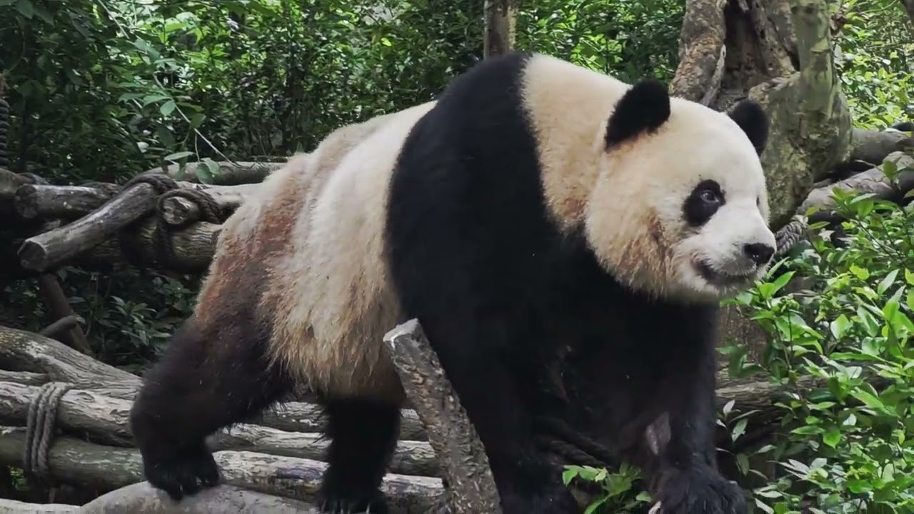 熊猫谷🐼 大熊猫| Relaxing Giant Pandas Eating Bamboo 🐼 | Natural