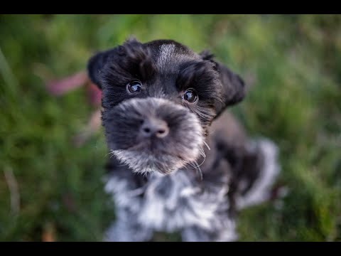 dodger-miniature-schnauzer-puppy-in-advanced-training