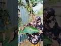 Magic Trick with a Banana Leaf A Simple Enchanting Method #Shorts #YouTubeShorts