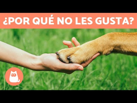 Video: ¿A los perros les gusta que les masajeen las patas?