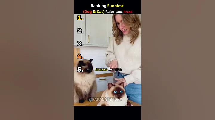 Video 11890041: funniest cats dogs, funny pets