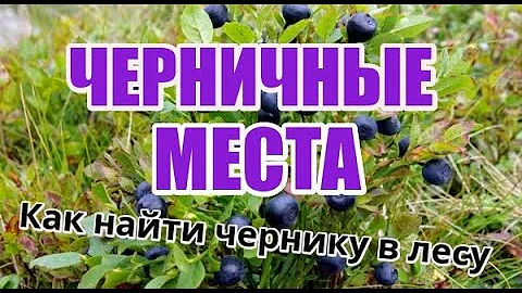 ГДЕ СОБИРАТЬ ЧЕРНИКУ. Черничные места. Как найти Чернику в лесу. СБОР ЧЕРНИКИ В БЕЛАРУСИ 2021