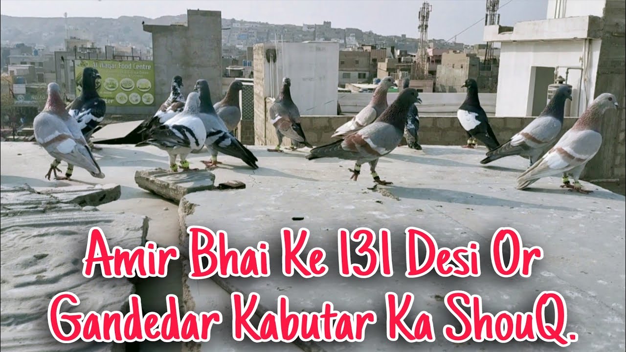 🔥 Amir Bhai Ke 131 Desi Kabutar | Gandedar Collection | Zabardast Shouq 🕊️