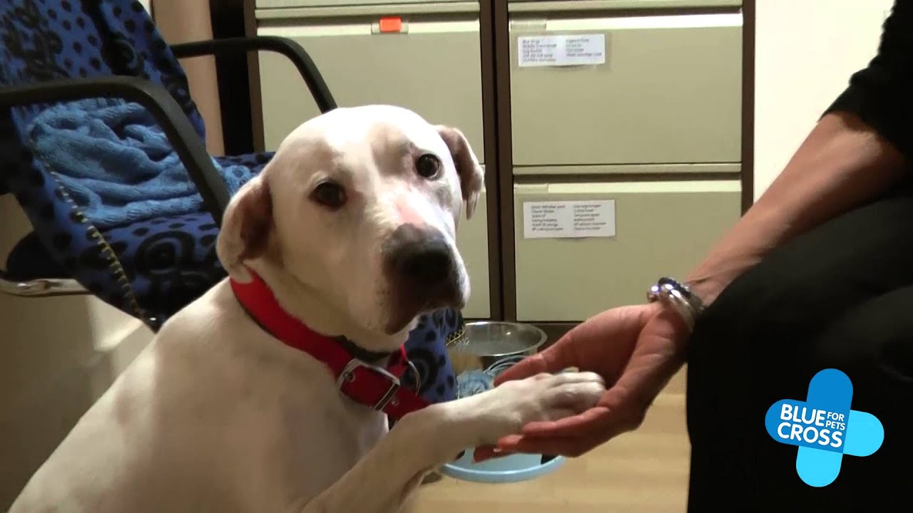 Dog loves to hold hands! YouTube
