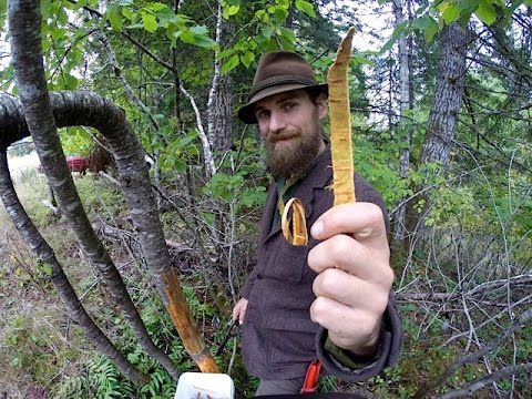 Wild Cherry Bark Medicine Harvesting with Yarrow Willard