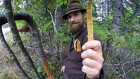 Wild Cherry Bark Medicine Harvesting with Yarrow Willard