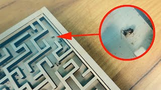 В Лабиринте полно мертвых муравьев! Почему это произошло?