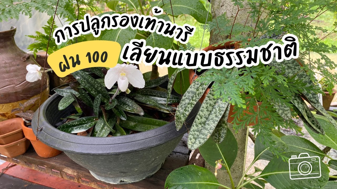 การปลูกเลี้ยงรองเท้านารี ฝน 100🌧💦 เลียนแบบธรรมชาติ.. ต้นไม่เน่า ออกดอกให้ชมตลอดทั้งปี