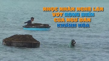 NHỌC NHẰN NGHỀ LẶN VỚT RONG BIỂN CỦA NGƯ DÂN KHÁNH HÒA | HAI LÚA TV