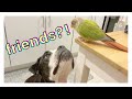 HOW TO INTRODUCE DOGS AND BIRDS TO EACH OTHER