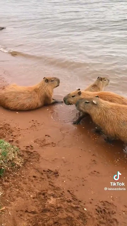 Clara The Capybara X Rio 2｜TikTok Search