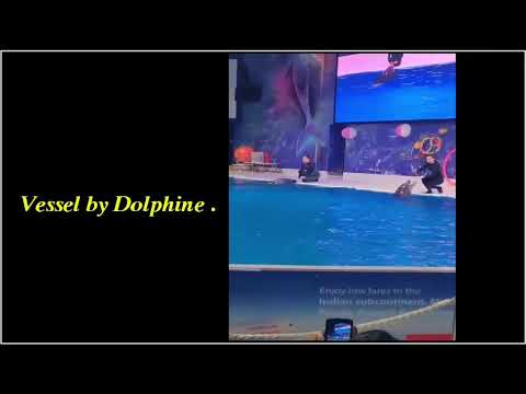 Swim with Dolphin in Dubai