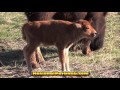 Adorable 1 Day Old Baby Bison in Yellowstone Park - Cute Baby Animals in [HD]