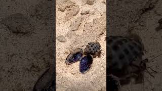 CRAWLING TO THE SEA #shortvideo #crab #crawling #boracayph #philippines