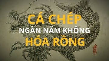 Vì sao ngàn năm cá chép vẫn không thể ‘hoá Rồng’? - Tinh Hoa TV