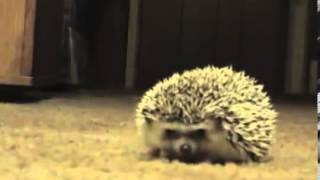 ежик и его реакция=) прикол, Hedgehog and his response =) Joke!