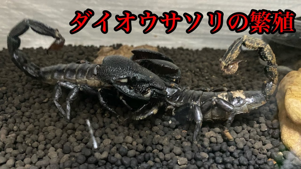 ダイオウサソリを繁殖させる Youtube
