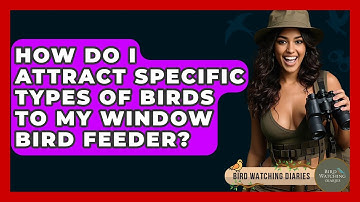 How Do I Attract Specific Types Of Birds To My Window Bird Feeder? - Bird Watching Diaries