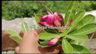 Nature Beauty 🌸🕊️#viral #youtube #nature #naturelover #healing #relax #calm#calmmusic #calmmind #sky