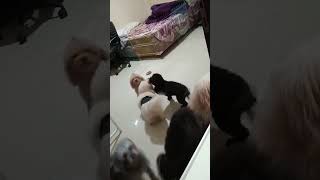 Momy Ayo Main Di Luar #shorts #shortsfeed #shortvideo #shortfunnyvideo #dog