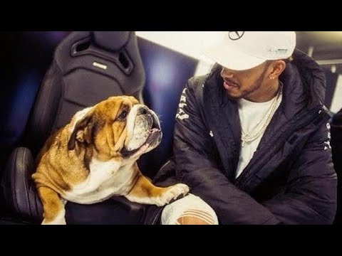 Video: El Perro De Hamilton Gana $ 700 Al Día