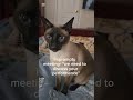 My cat called an impromptu meeting about my performance 😭🐱#Shorts #CatShorts #FunnyCats #CatBoss