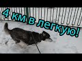 Хаски пугает людей на прогулке. Вот это новость! Хаски Майя прошла 4 км в лёгкую. Мирана сидит дома.