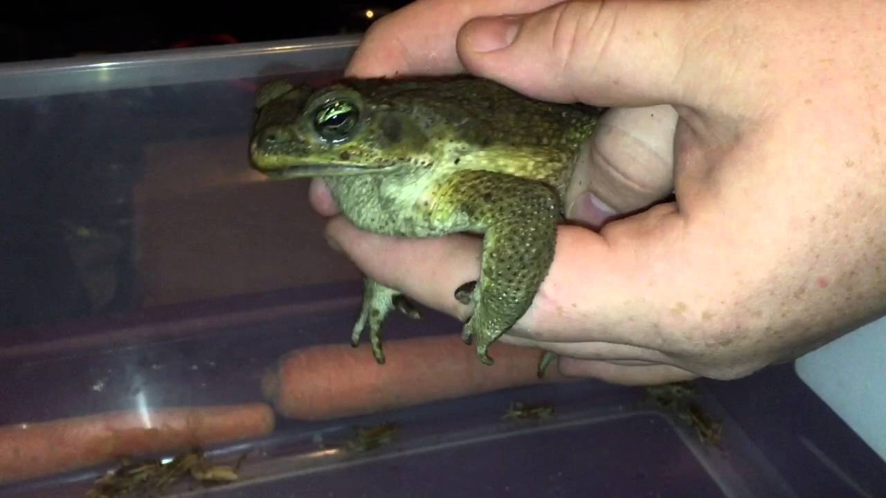 petco hours Goliath making his release call March 2016