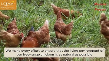 World Amazing Automatic Egg Processing Machines, Modern Factory Eggs Breaking Processing Technology