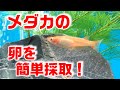 【超簡単】メダカの卵を効率よく採取する２つの方法！【ビオトープ】