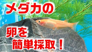 【超簡単】メダカの卵を効率よく採取する２つの方法！【ビオトープ】