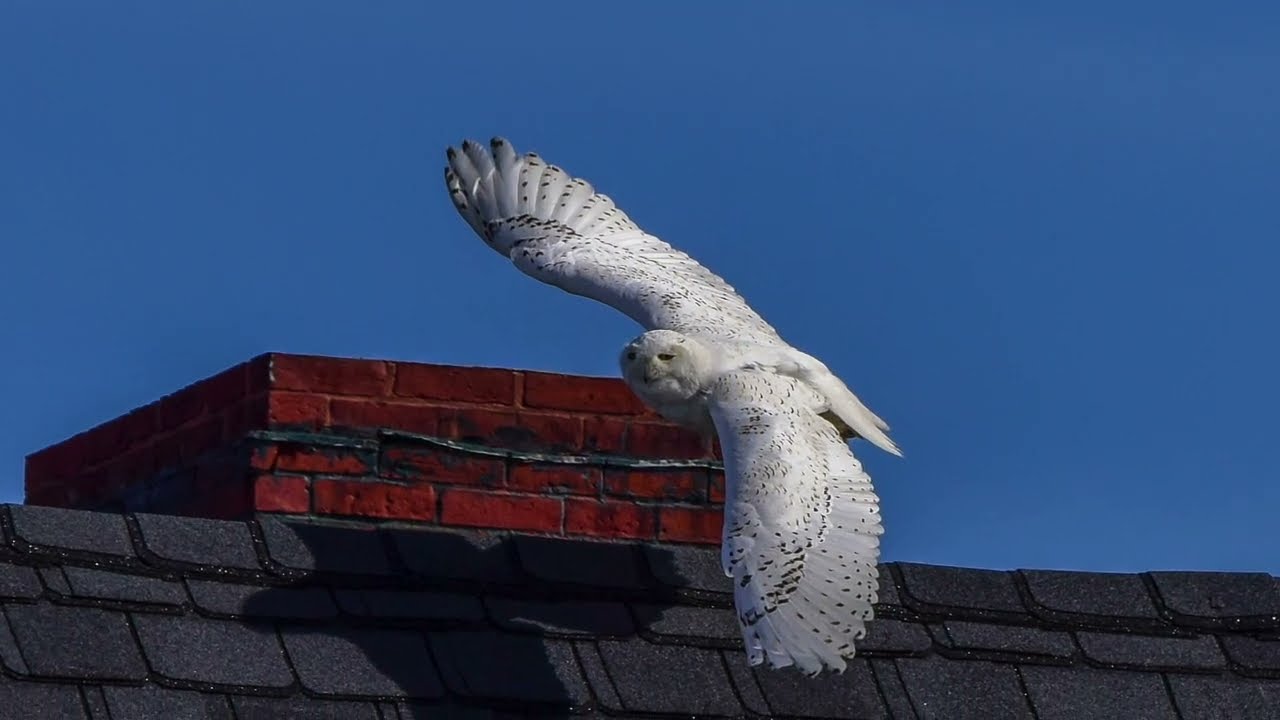 Snowy Owl Antics At Sunset