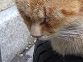 珍しくて二度と見れないかもｗ猫&犬の行動にじわじわ面白いｗ～The behavior that cats & dogs can never see again is interesting.