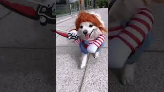 Run quickly，A dangerous puppy كلب مضحك يرتدي الملابس #shorts #funny