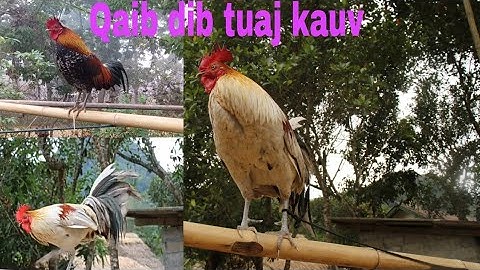 qaib dib qua tuaj kauv qua zoo heev 23.3.2021